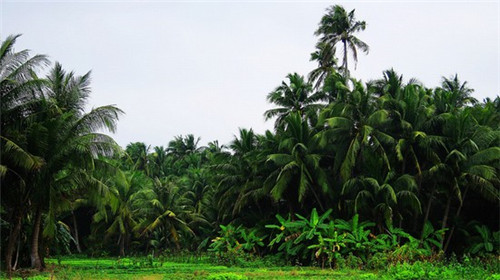 家常菜家常回锅肉的食物相克